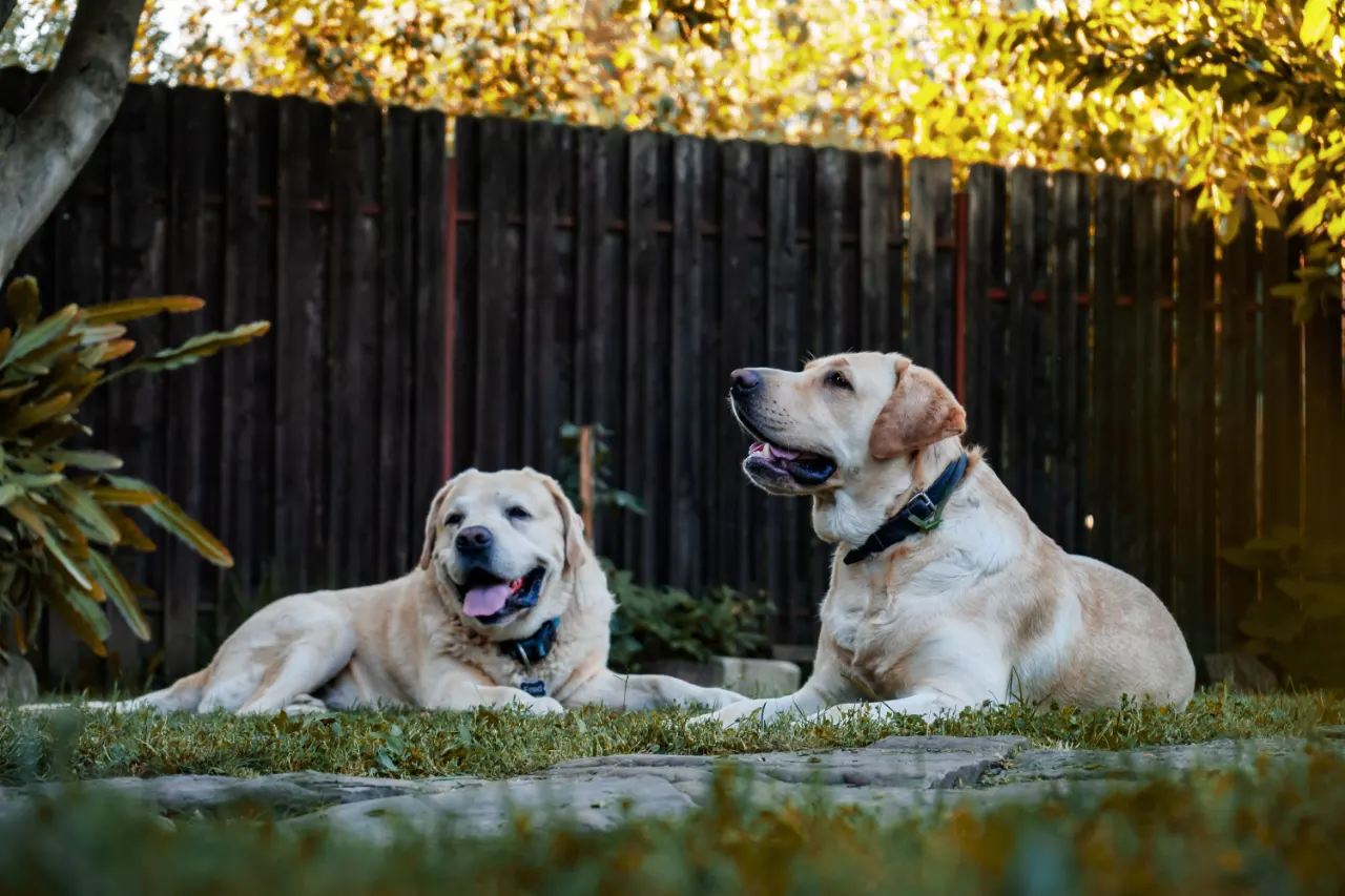 Bahçede dinlenen iki labrador