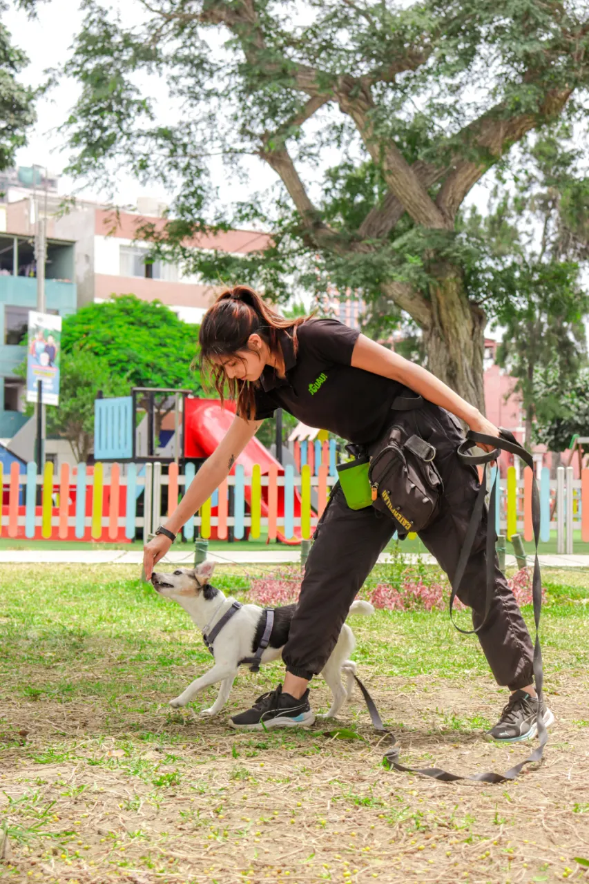 Parkta köpekle çalışan eğitmen